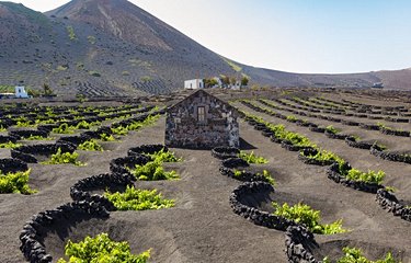 Les spectaculaires vignobles de Lanzarote au milieu d'un sol volcanique. Le contraste des couleurs est saisissant.