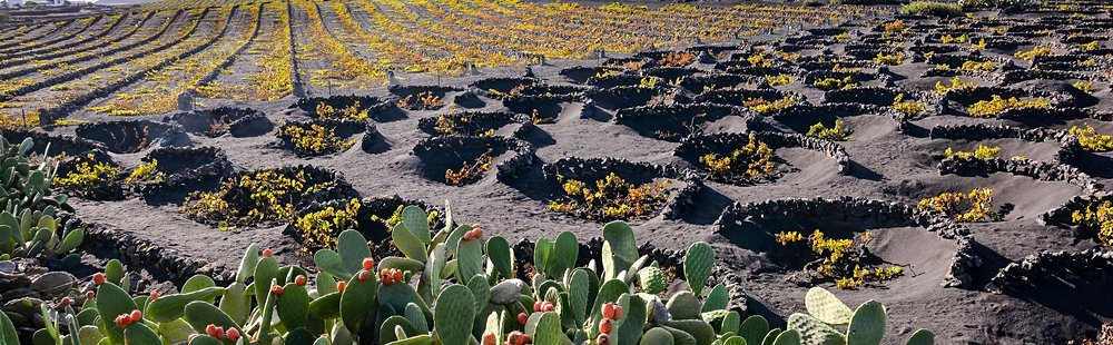 La Geria-Route des vins