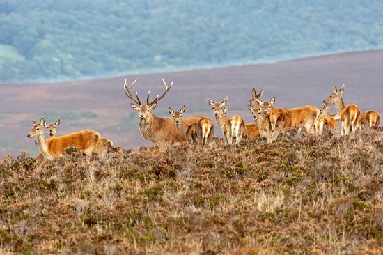 Exmoor