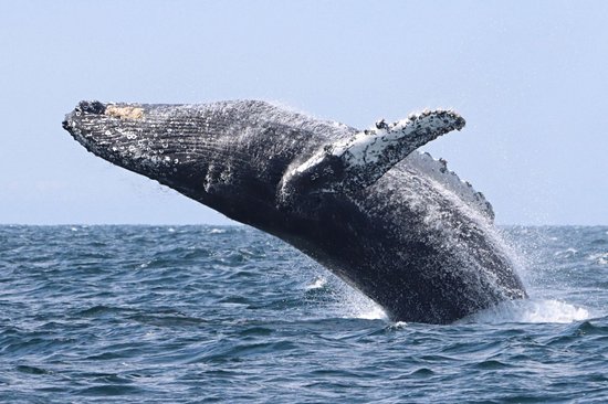 Observer les baleines