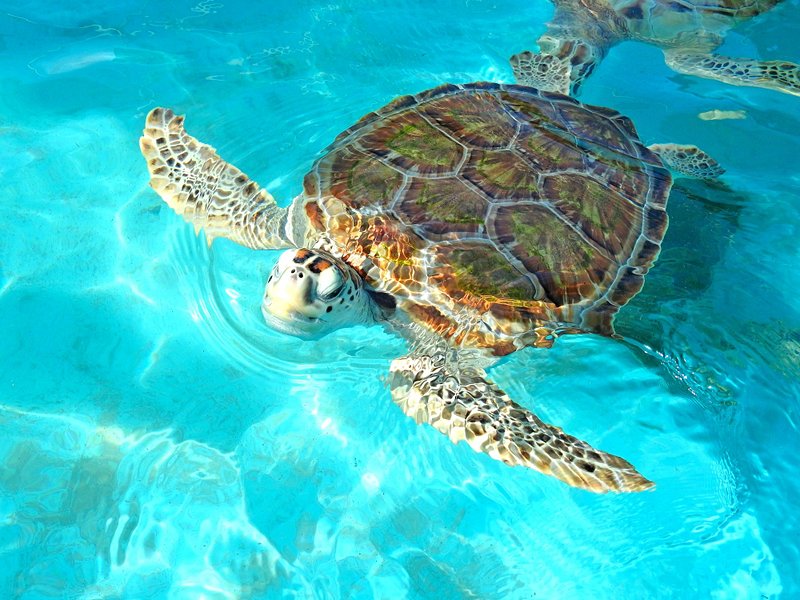 Isla Mujeres