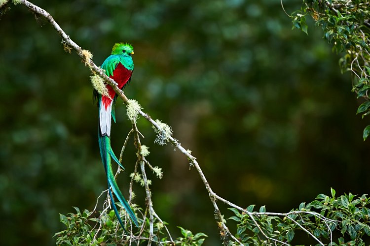 Quetzal