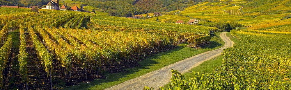 La route des vins
