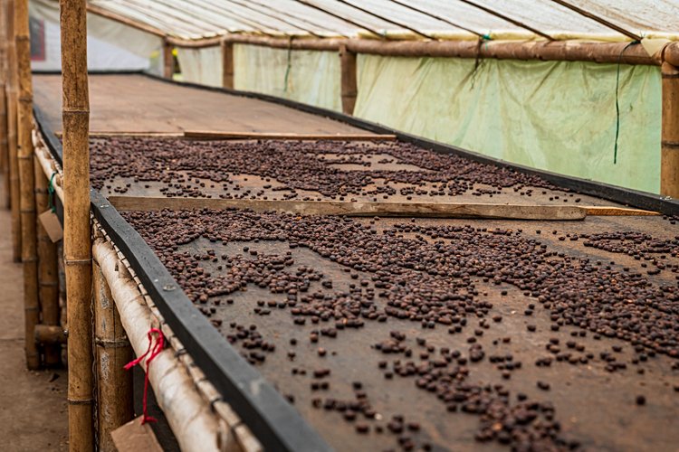 Colombie – La Zona Cafetera 3