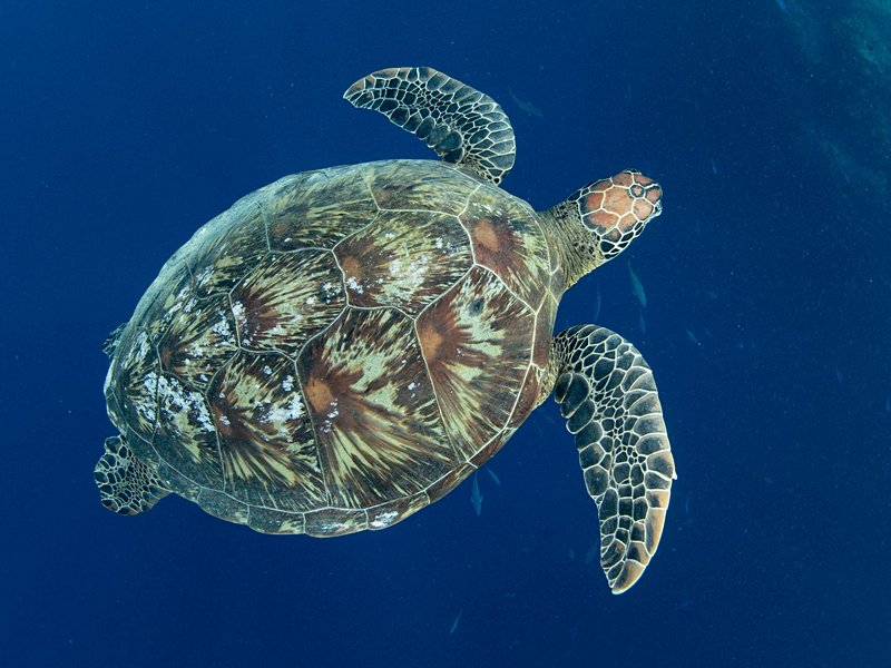 Sulawesi