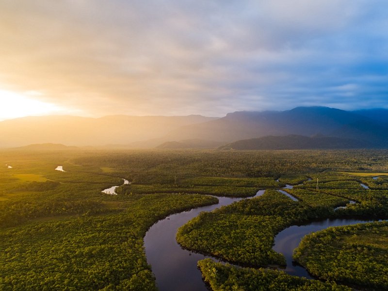 La forêt amazonienne