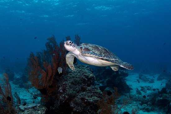 Menjangan Island