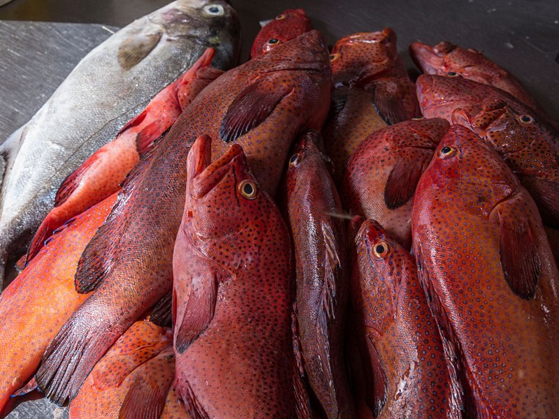 Mercado do Peixe
