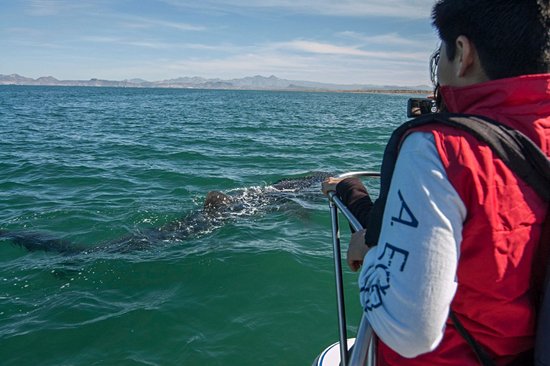 Nager avec les requins-baleines