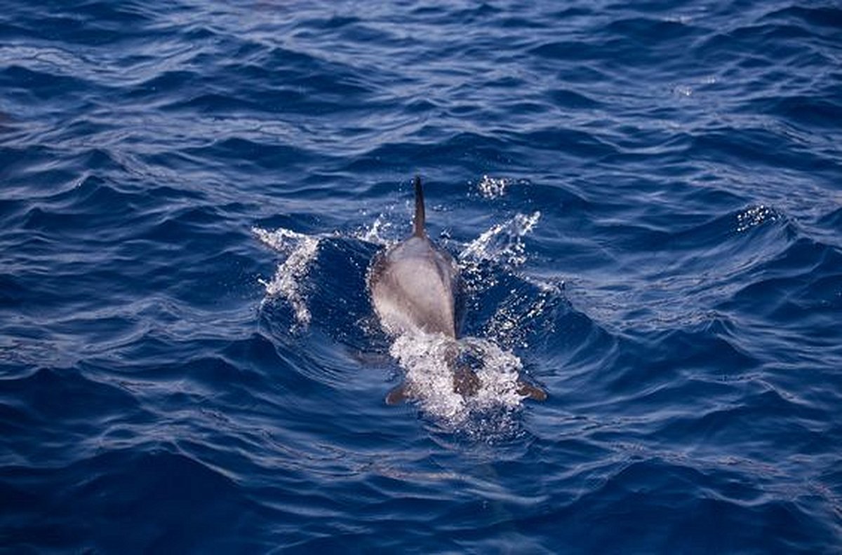 Observer les dauphins en mer