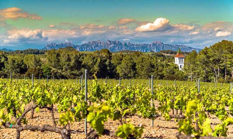Vilafranca et le vignoble du Penedès 3