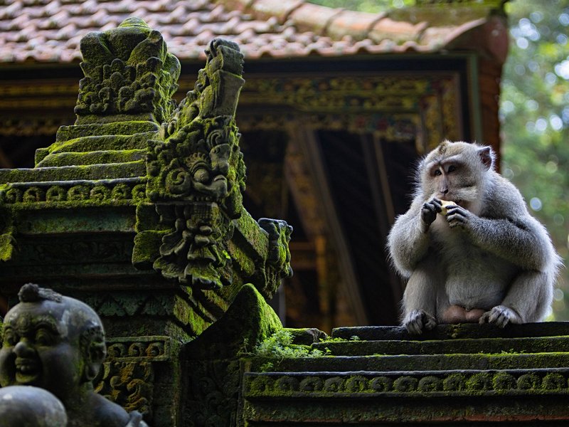 La forêt des singes