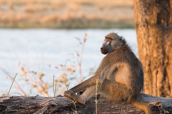 Parc national de Bwabwata