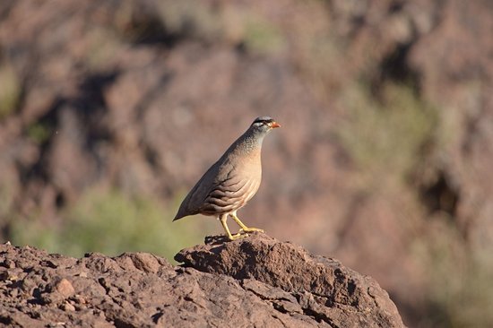 Kavir National Park