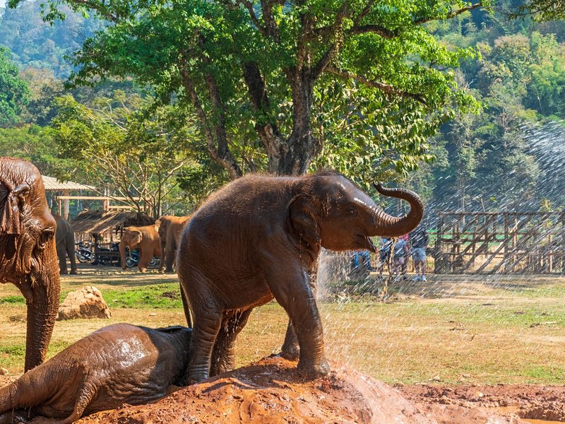 Elephant Nature Park