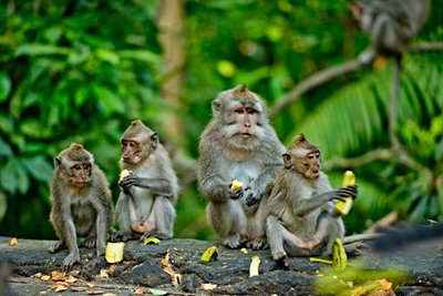 Ubud