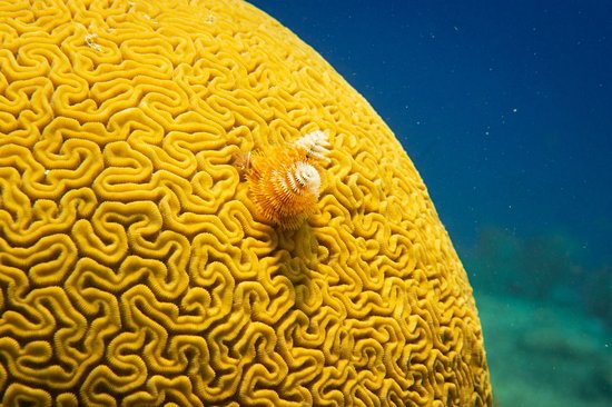 Cozumel