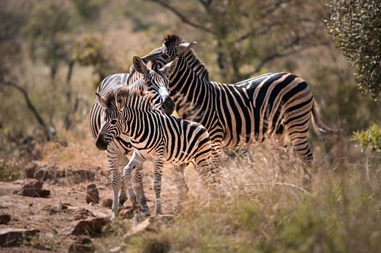 Réserve de Pilanesberg