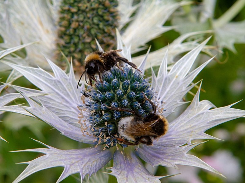 Jardin des Parfums et des Epices