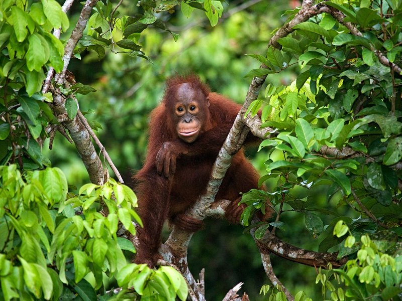 La jungle et les montagnes de Bornéo