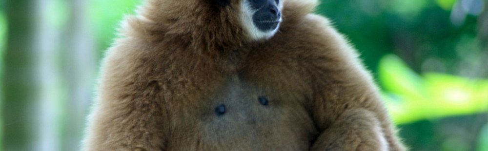 Découvrir le centre de réhabilitation des gibbons