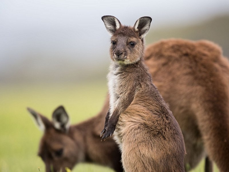 Australie méridionale