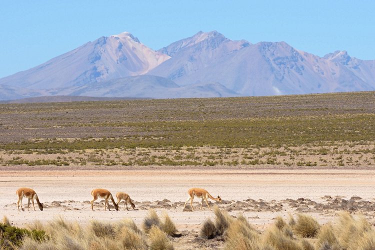 Reserva Nacional de Salinas y Aguada Blanca 3