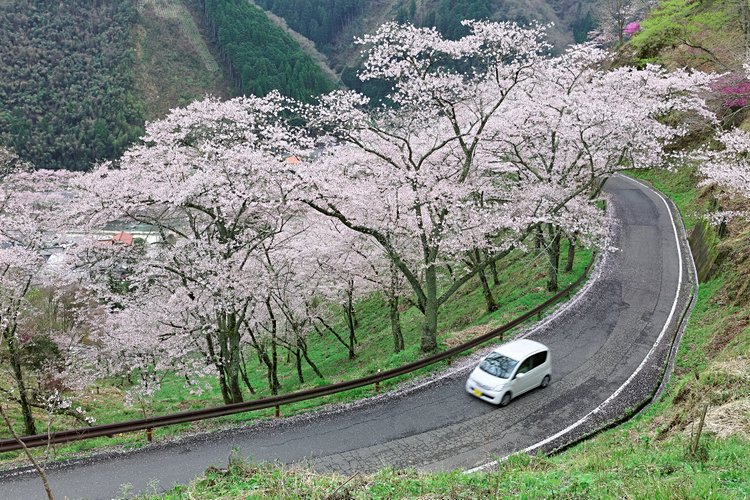 La voiture, pour être libre et indépendant