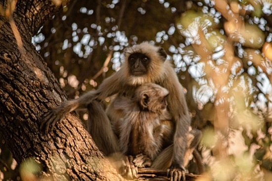 Ranthambore
