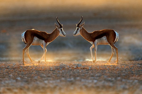 safari Namibie