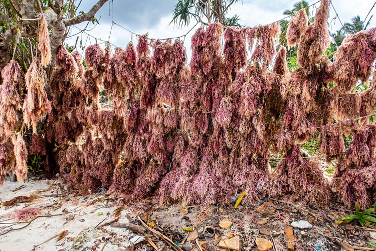 Le Seaweed Center, sur l’île de Zanzibar 3