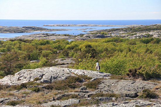 Parc national de Kosterhavet