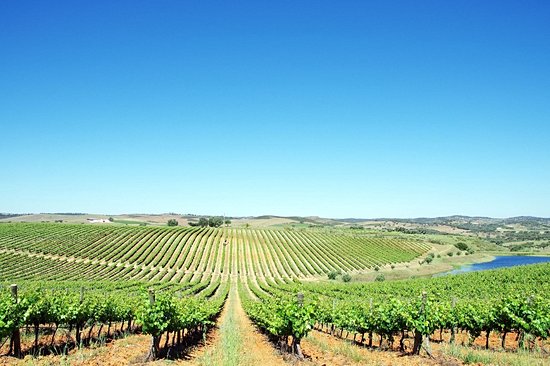 Route des vins de l'Alentejo