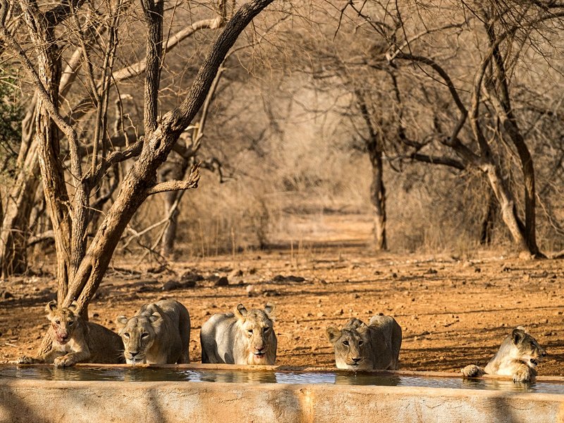 Parc national de Gir