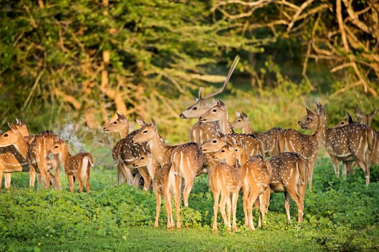 Parc National de Yala