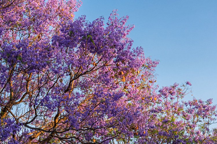Jacarandas violets - Mexico City, Mexique
