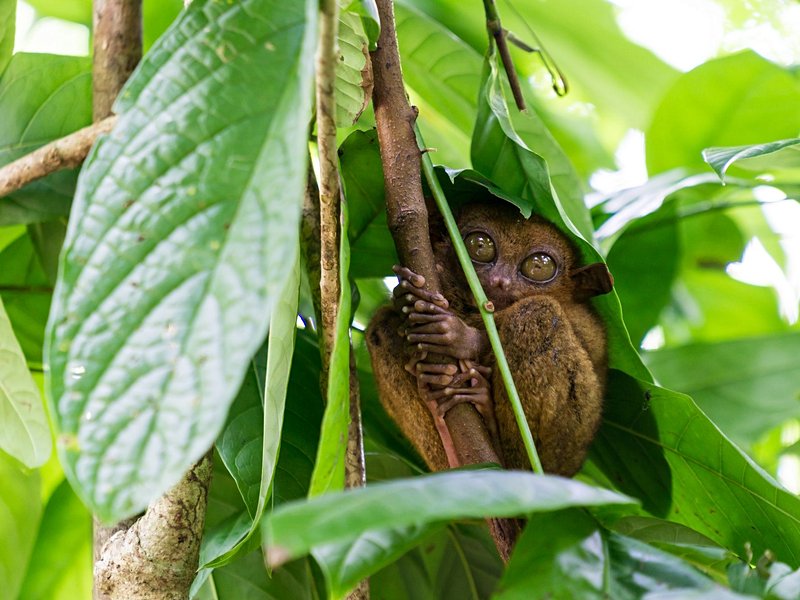 Observer les tarsiers à la Tarsier Sanctuary