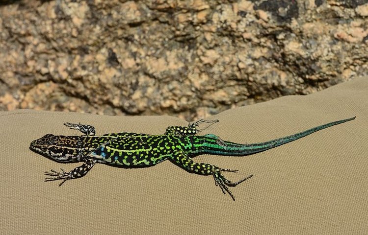Lézard vert de Bédriaga