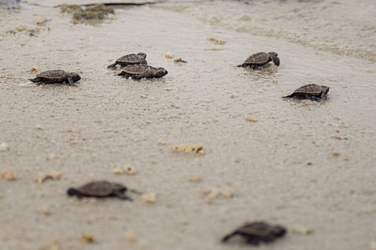 Turtle Islands National Park