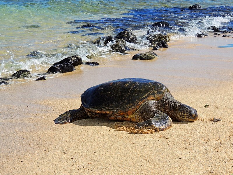Les tortues de Punalu’u beach