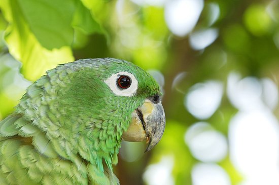 Parc national Soberania