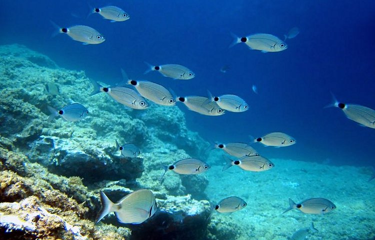 Poisson oblada melanura