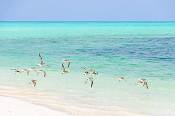 Cayo Levisa