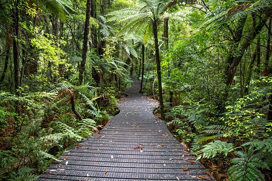 Forêt de Waipoua