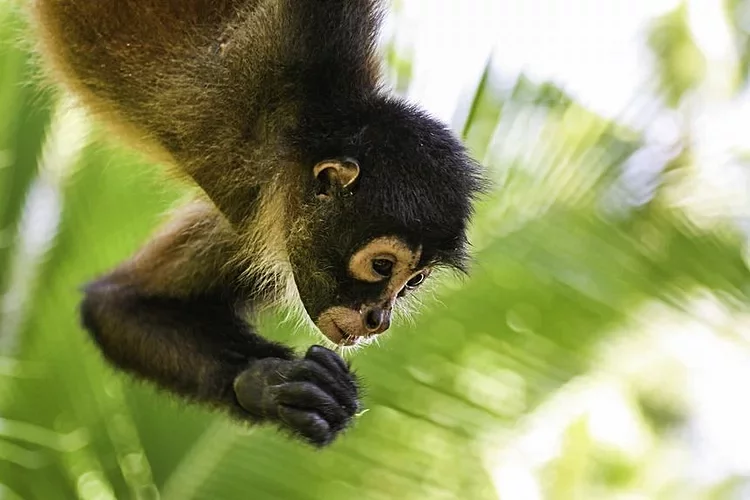 Parc national du Corcovado - Costa Rica 2