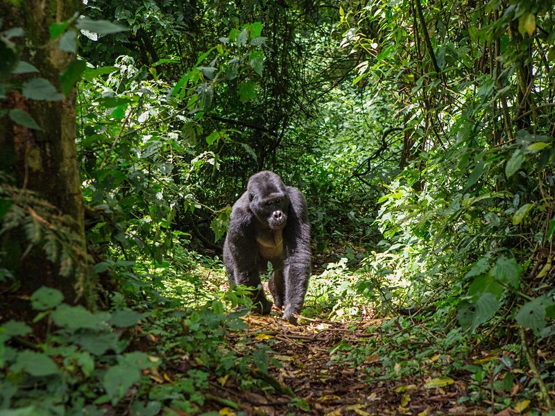 Parc de Bwindi