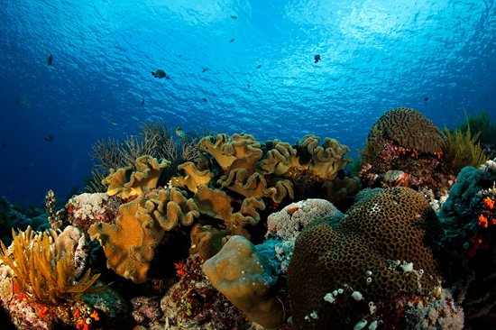 Les îles Banda, Moluques