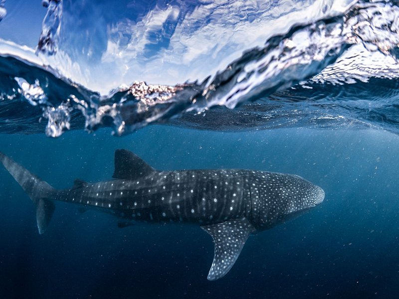 Récif de Ningaloo
