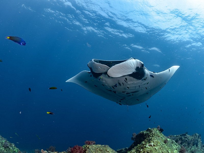Faire de la plongée aux îles Hin Daeng et Hin Muang