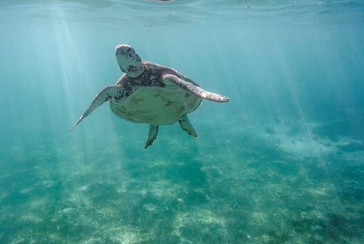 Voir des tortues en snorkeling 3